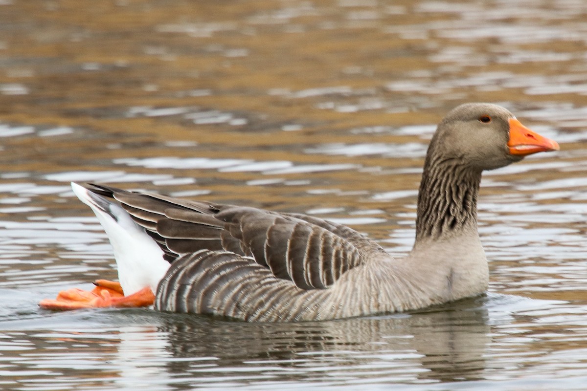 Graylag Goose (Domestic type) - Carly Farley