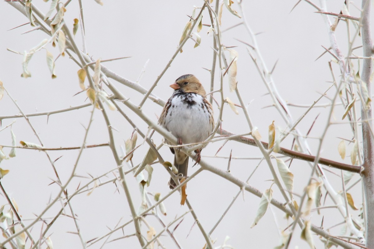 Harris's Sparrow - ML300213271