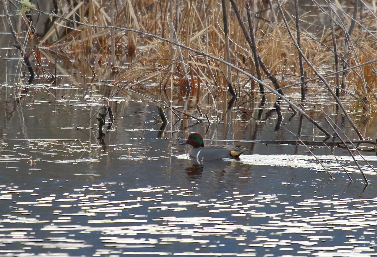 Green-winged Teal - ML300214171
