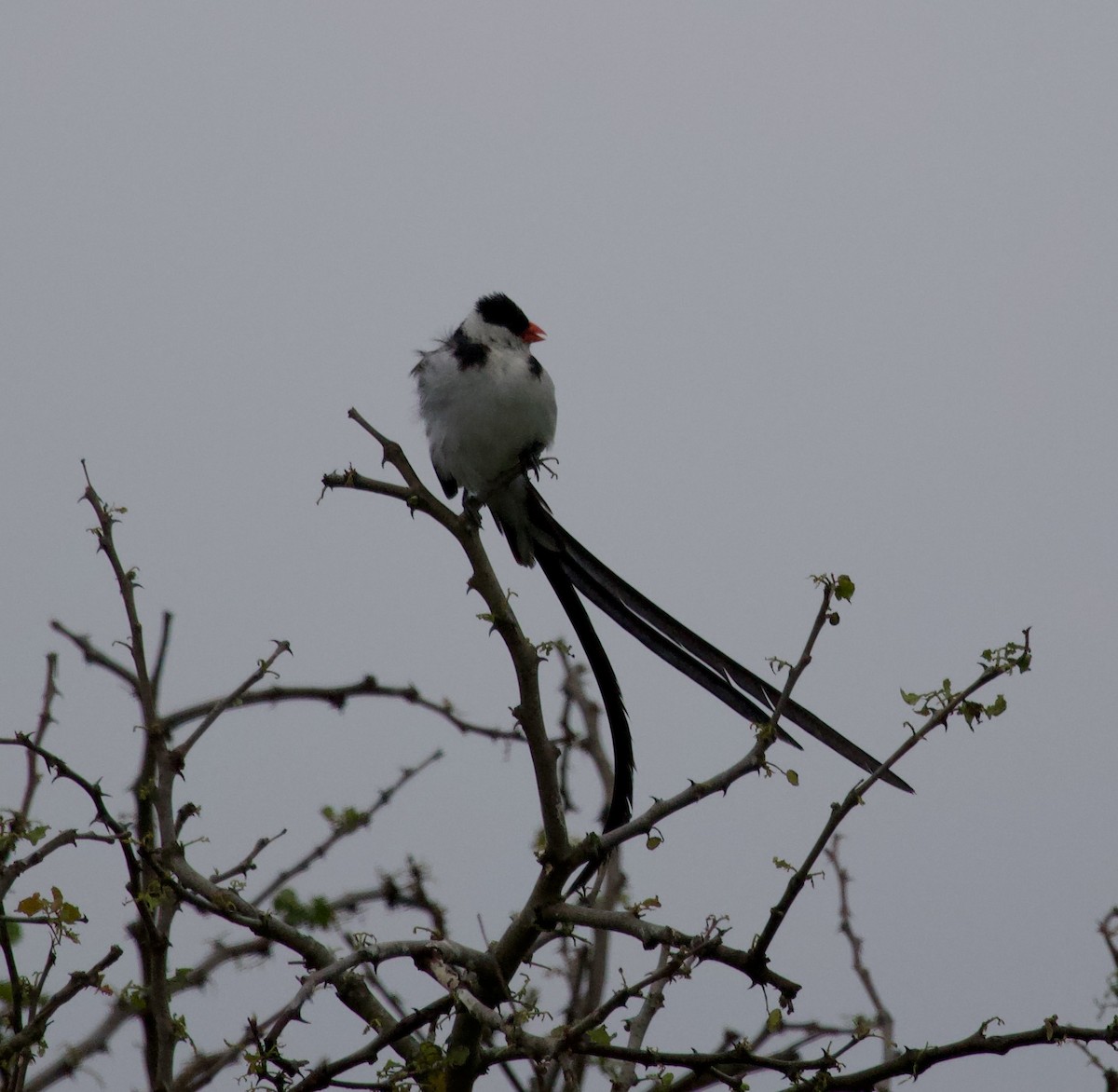 Pin-tailed Whydah - ML300215761