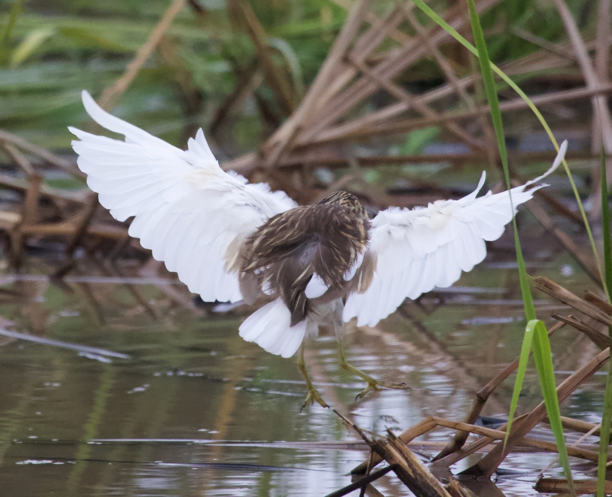 Malagasy Pond-Heron - ML300215811