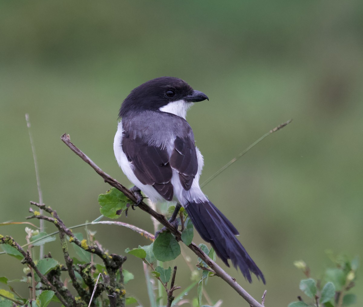 Long-tailed Fiscal - ML300215841