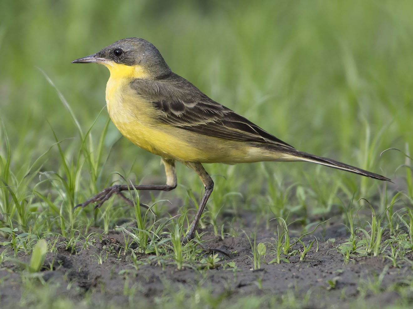 Eastern Yellow Wagtail - Khemthong Tonsakulrungruang