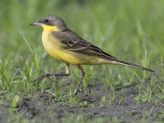 繁殖期雄鳥 (Manchurian) - Khemthong Tonsakulrungruang - ML300216581