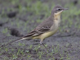 非繁殖成鳥/未成年鳥 - Khemthong Tonsakulrungruang - ML300216601