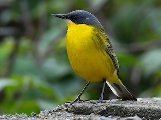 繁殖期雄鳥 (Manchurian) - Cheng-Ru Tsai - ML300216741