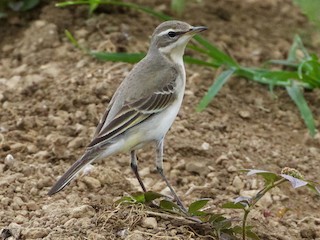 Nonbreeding/immature - Scott Baker - ML300216751