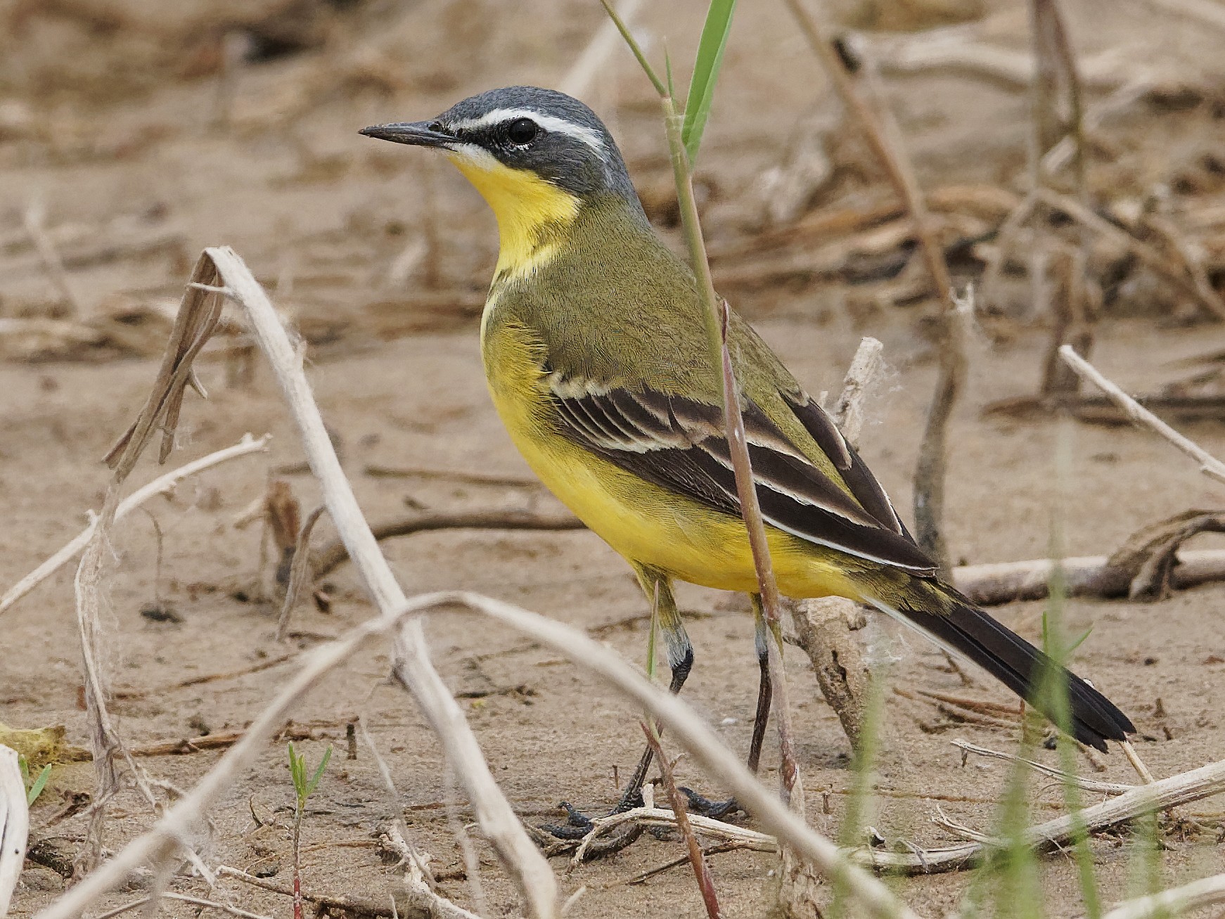 Eastern Yellow Wagtail eBird