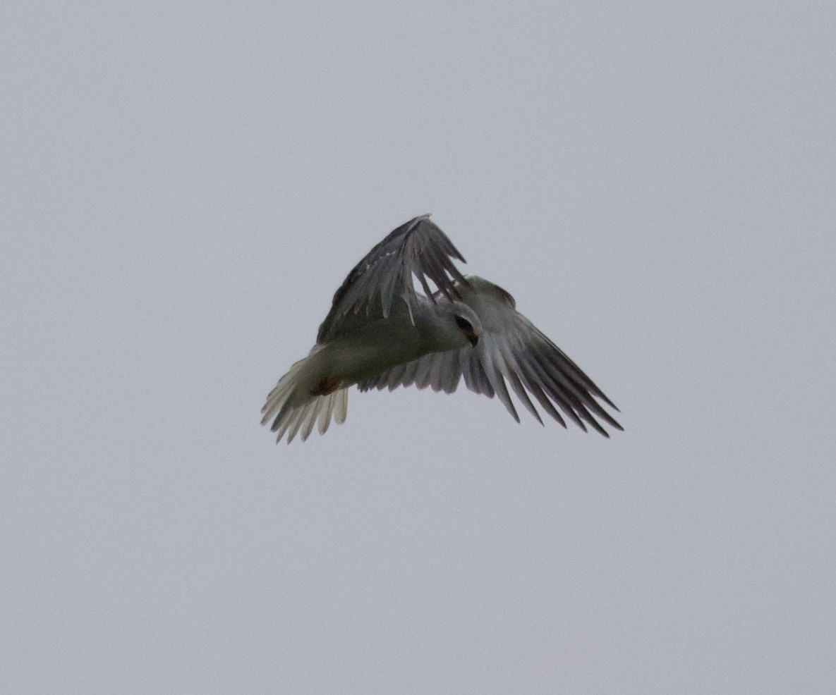 Black-winged Kite - ML300216871