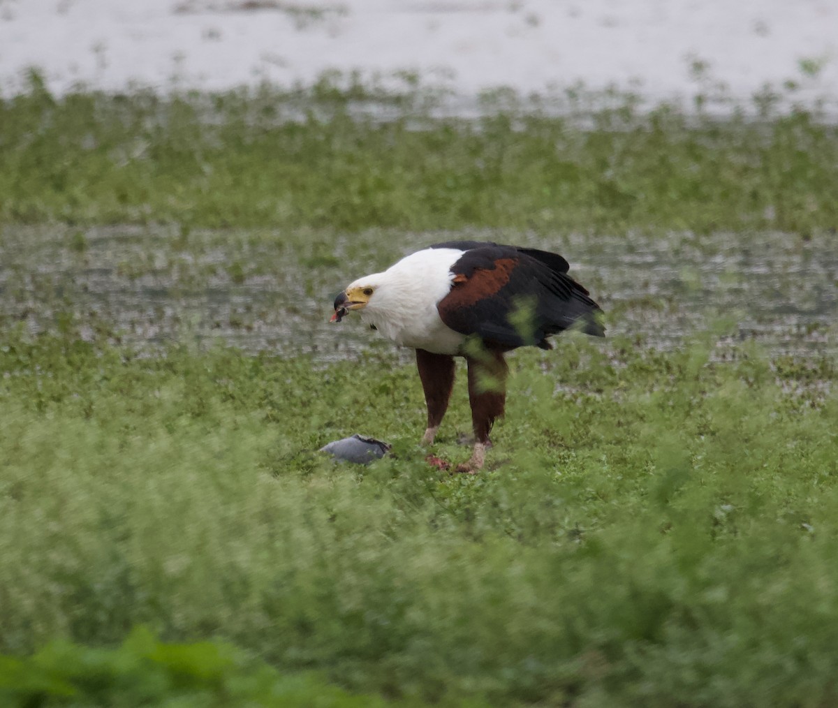 African Fish-Eagle - ML300217131
