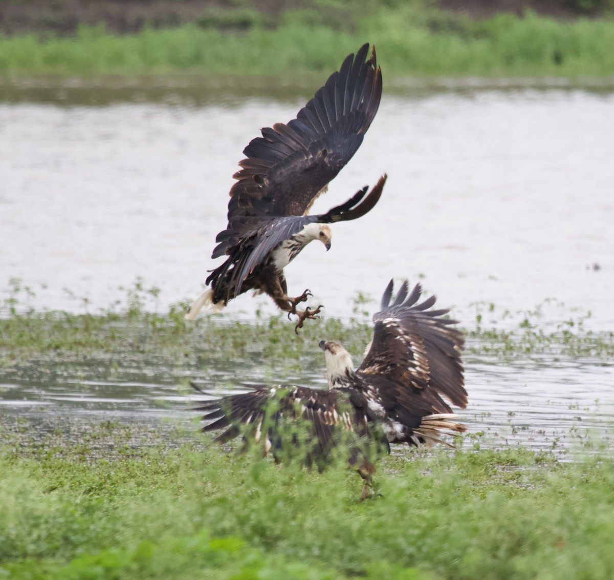 African Fish-Eagle - ML300217151