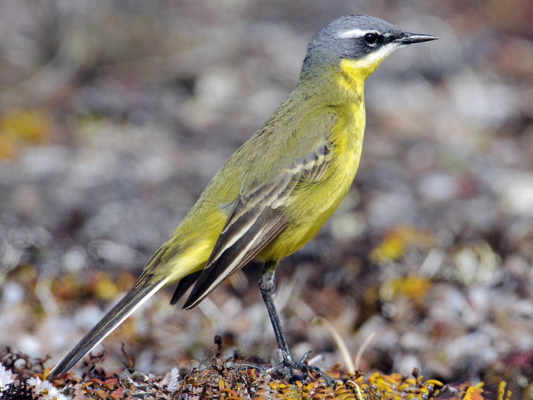 Eastern Yellow Wagtail eBird