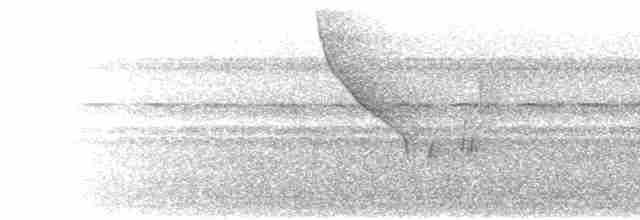Yellow-eared Toucanet - ML300221