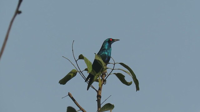 Bronze-tailed Starling - ML300223221