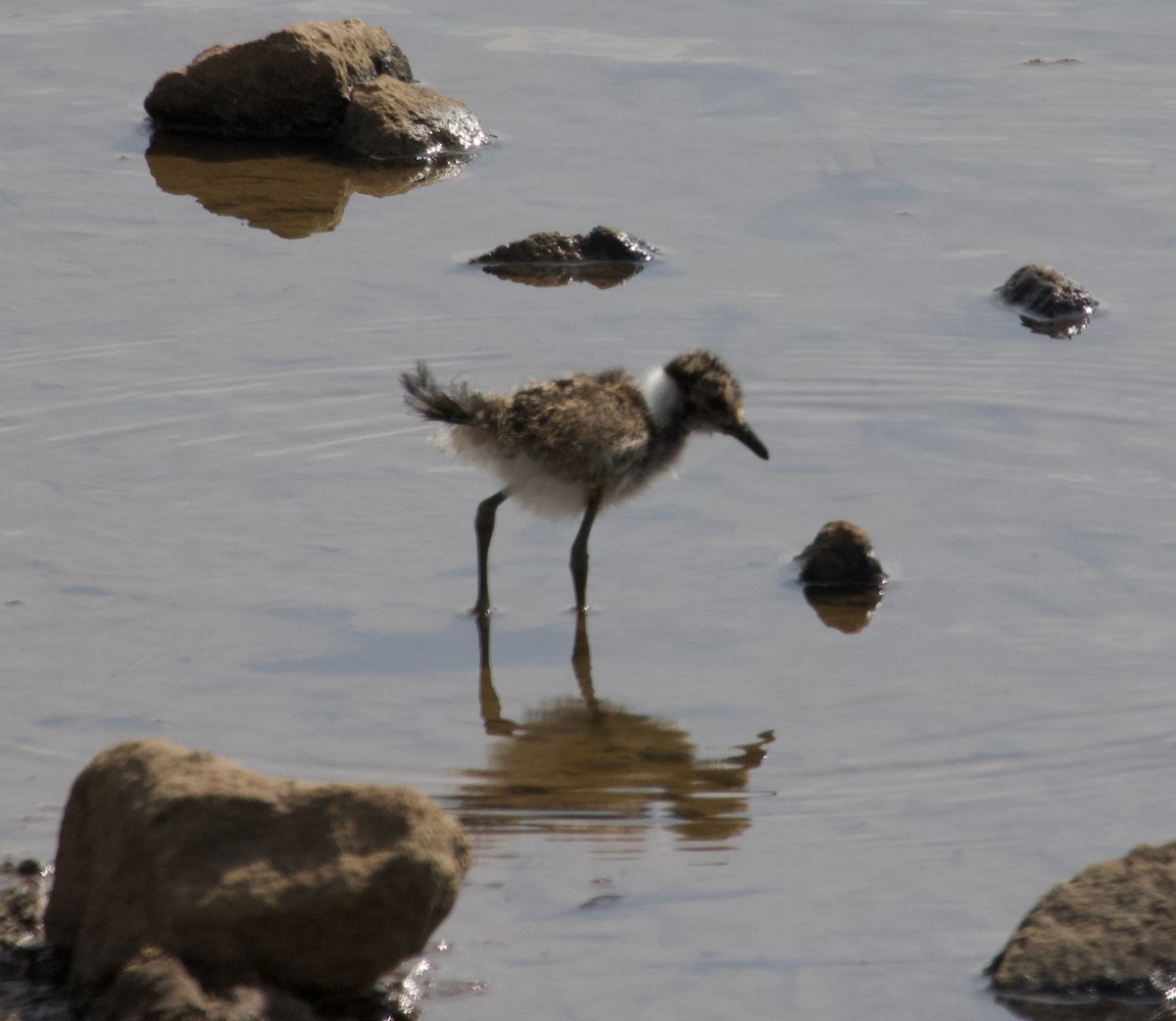 Spur-winged Lapwing - ML300228481