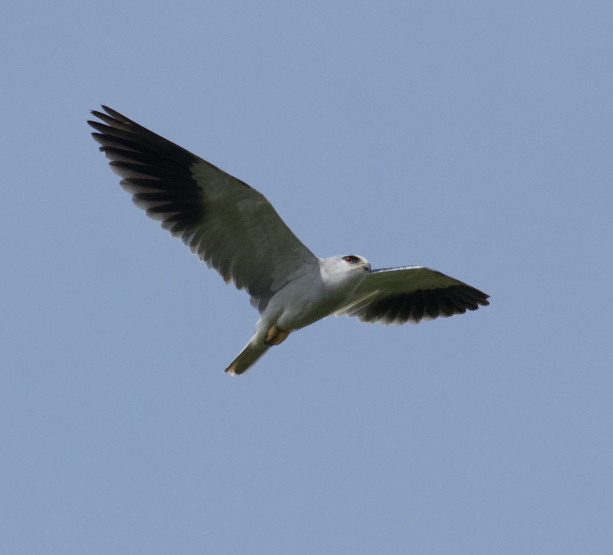 Black-winged Kite - ML300228901