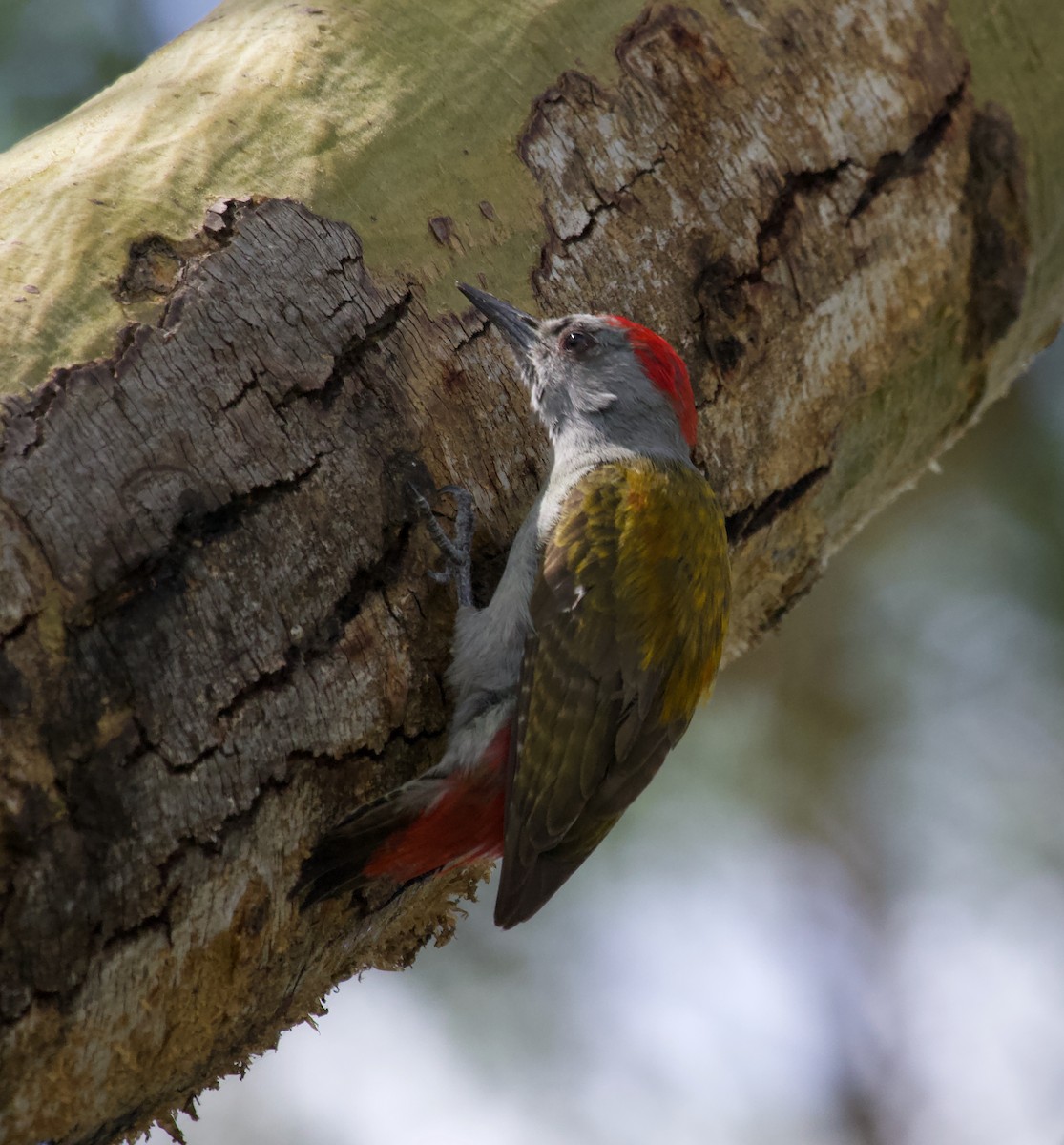 Mountain Gray Woodpecker - ML300229061