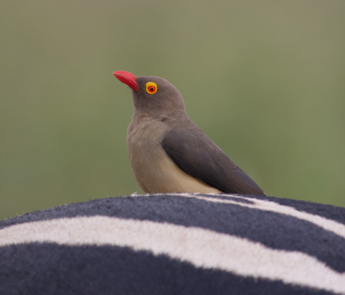 Red-billed Oxpecker - ML300229181