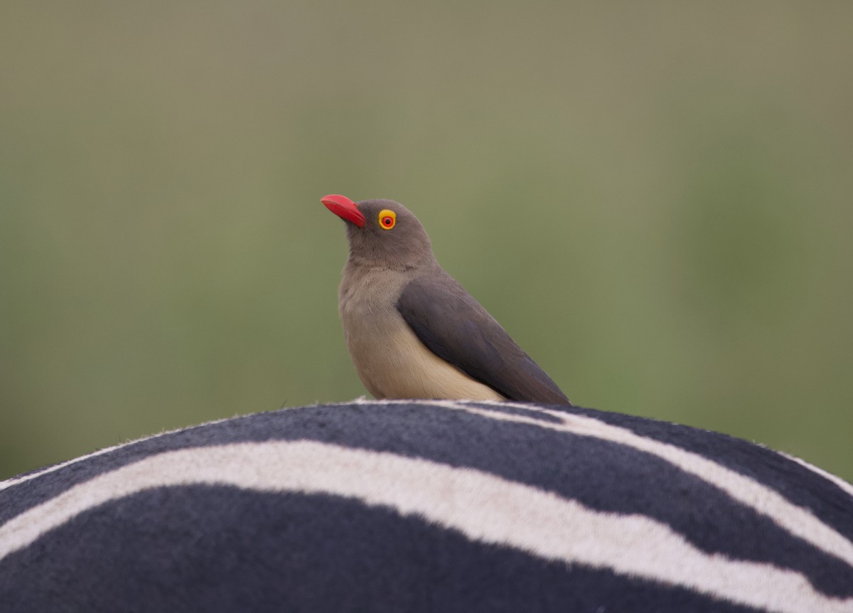 Red-billed Oxpecker - ML300229191