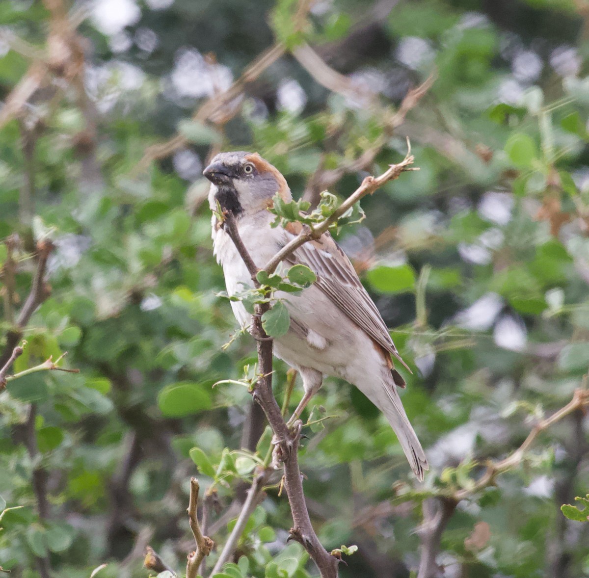 Kenya Rufous Sparrow - ML300229971