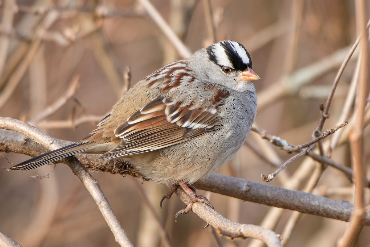 White-crowned Sparrow - Matthew Plante