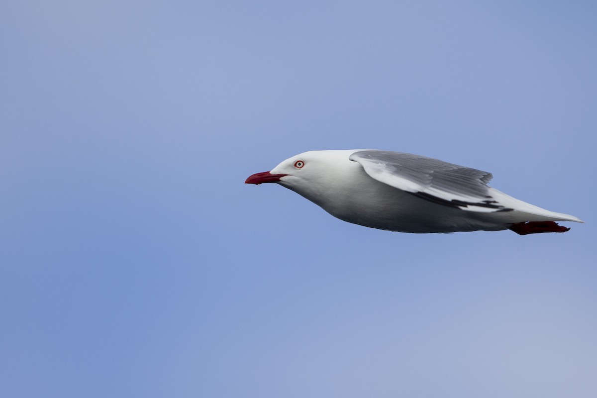 Silver Gull (Red-billed) - Michael Stubblefield