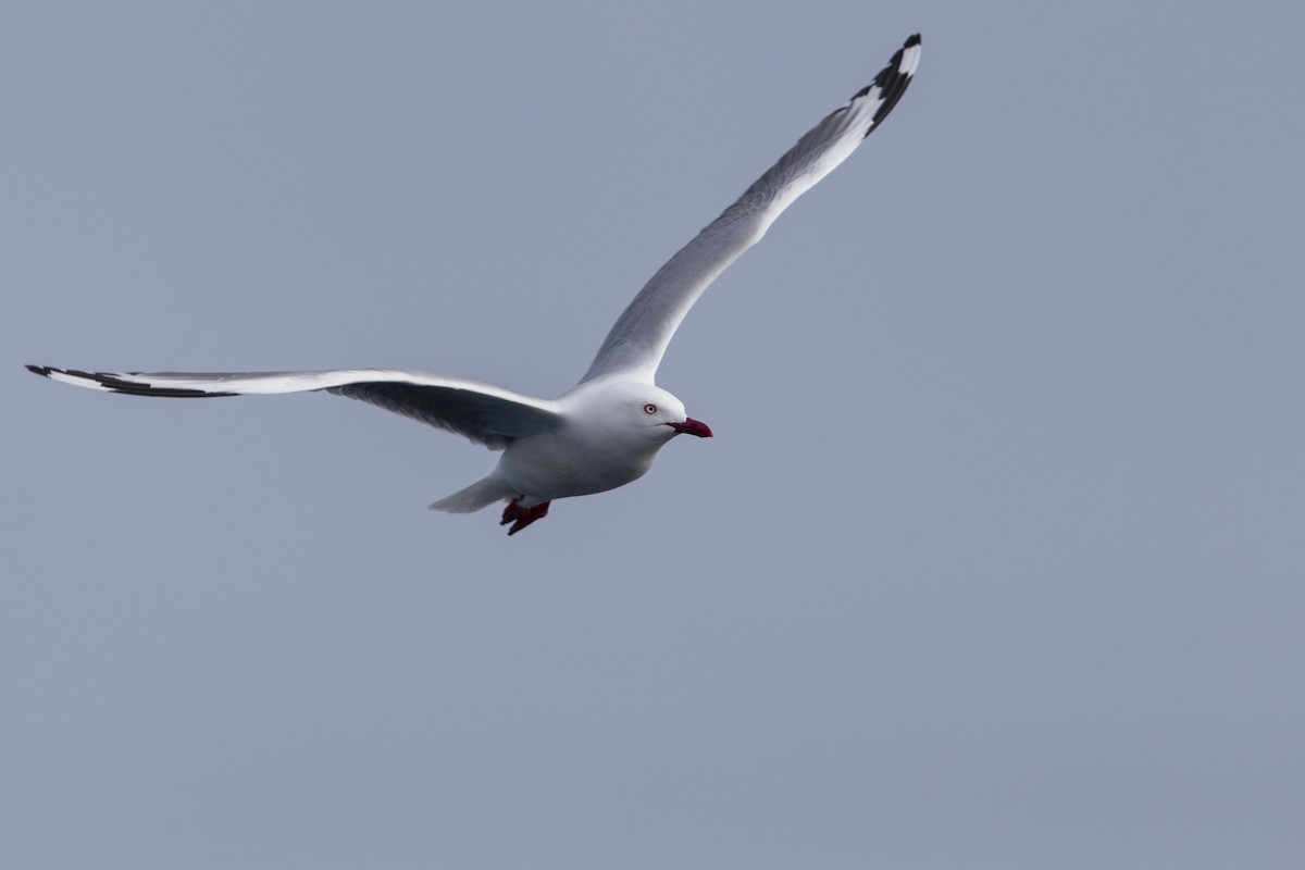 Silver Gull (Red-billed) - Michael Stubblefield