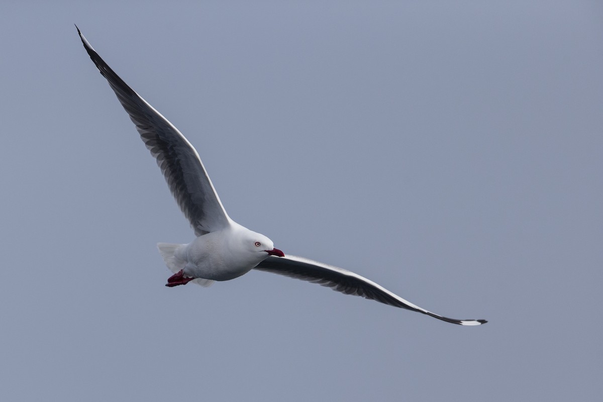Silver Gull (Red-billed) - ML300230771
