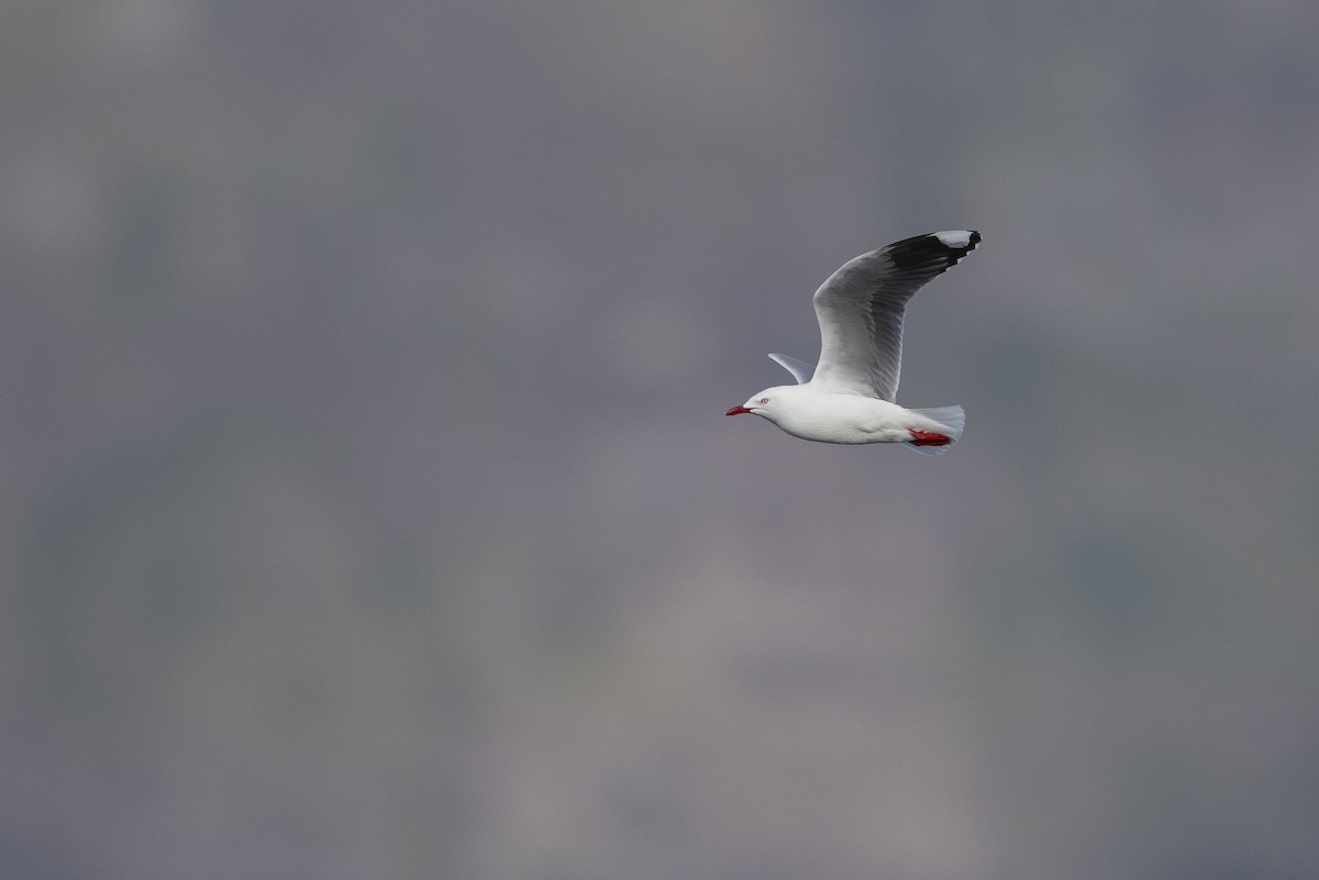 Silver Gull (Red-billed) - ML300230831