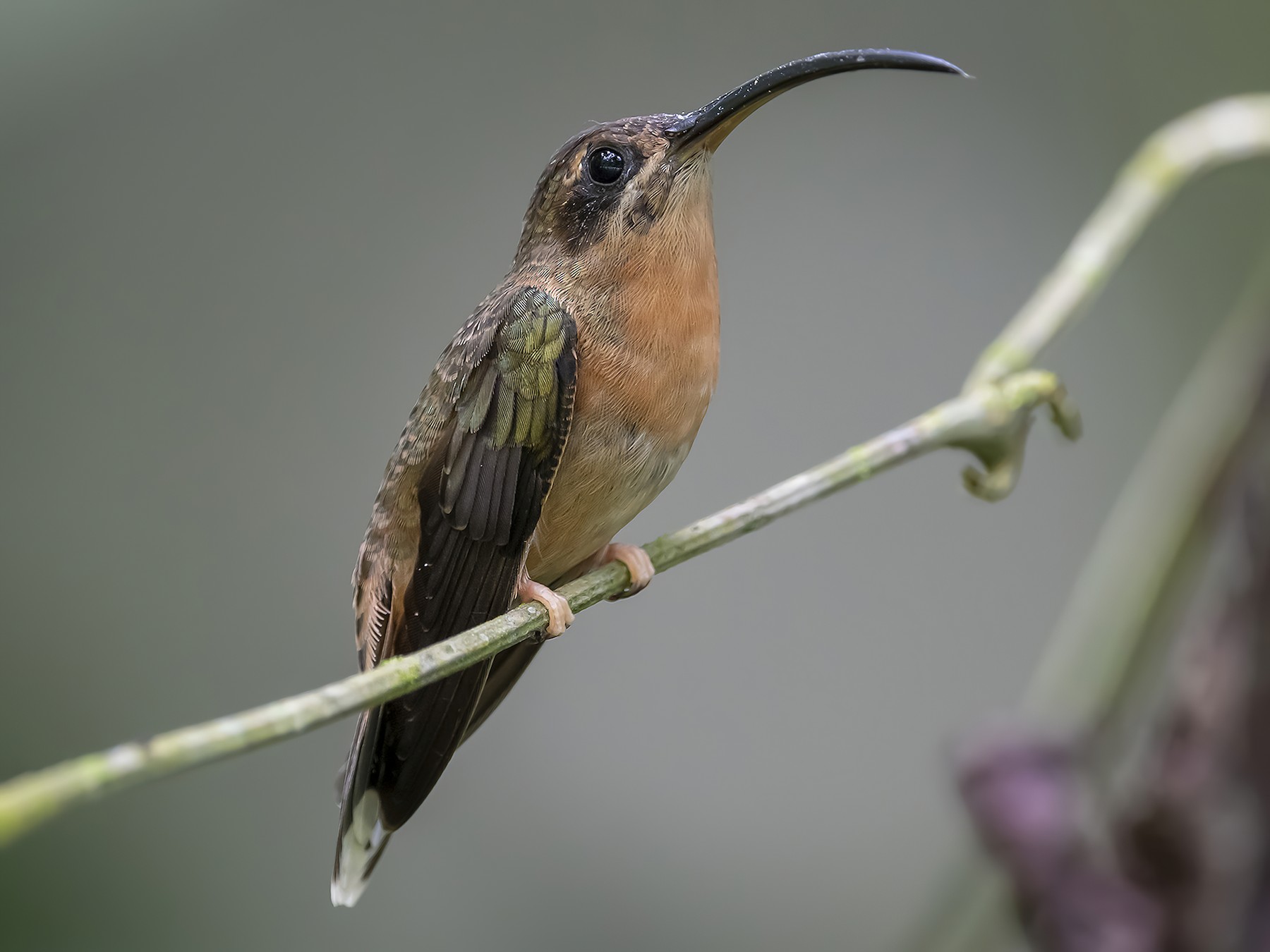 Bronzy Hermit - fernando Burgalin Sequeria