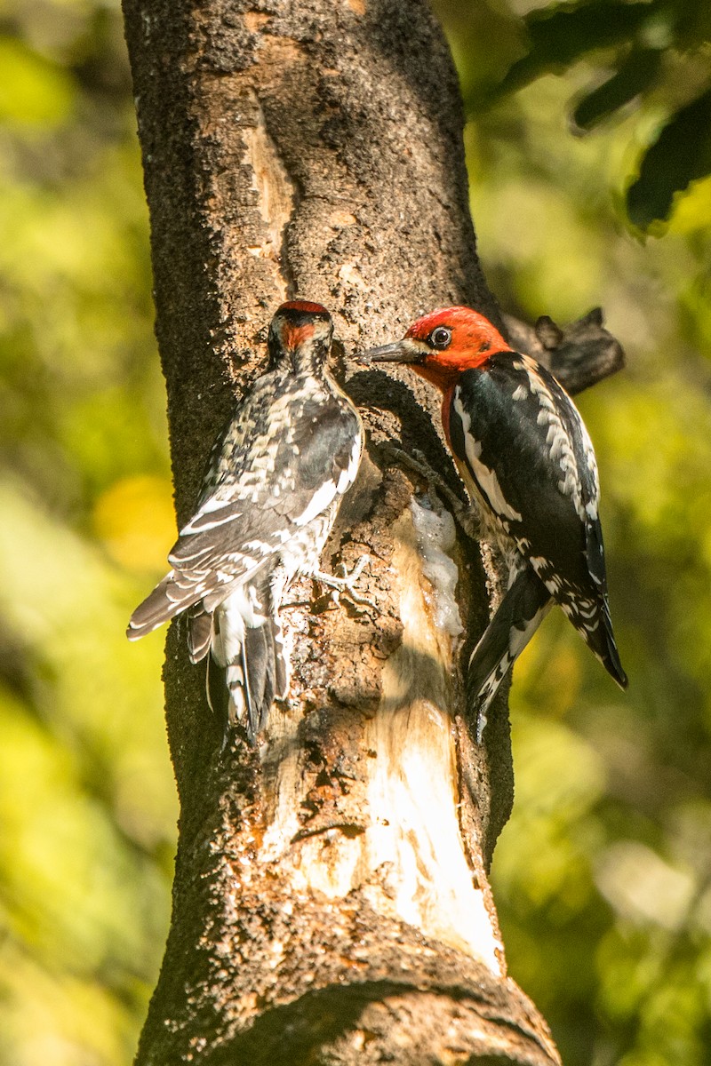 Red-breasted Sapsucker - ML300238351
