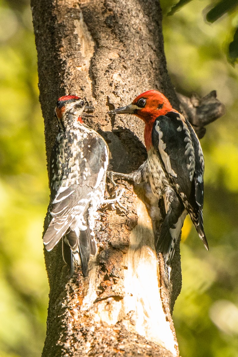 Red-breasted Sapsucker - ML300238371