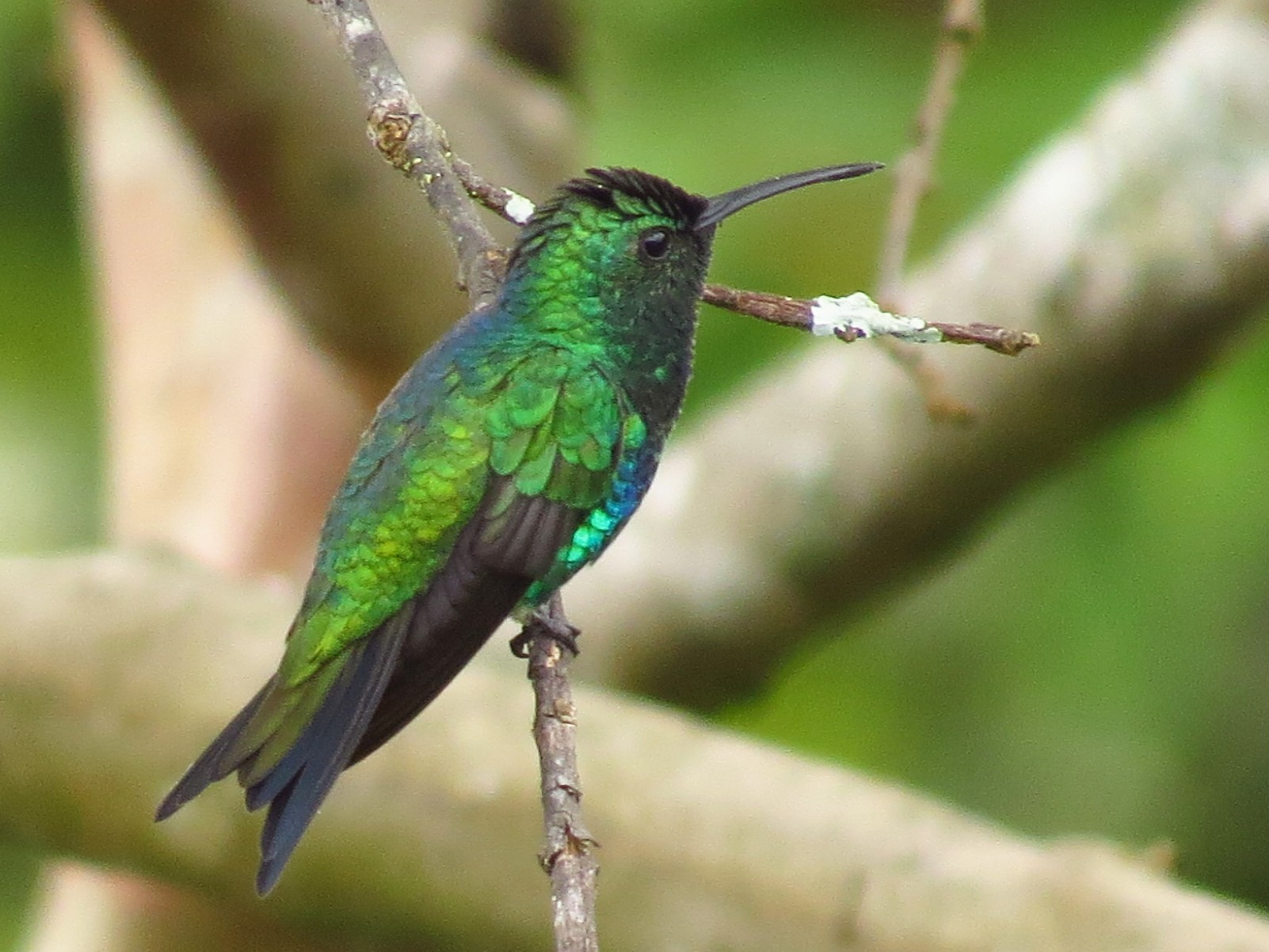 Shining-green Hummingbird - Jorge Muñoz García   CAQUETA BIRDING