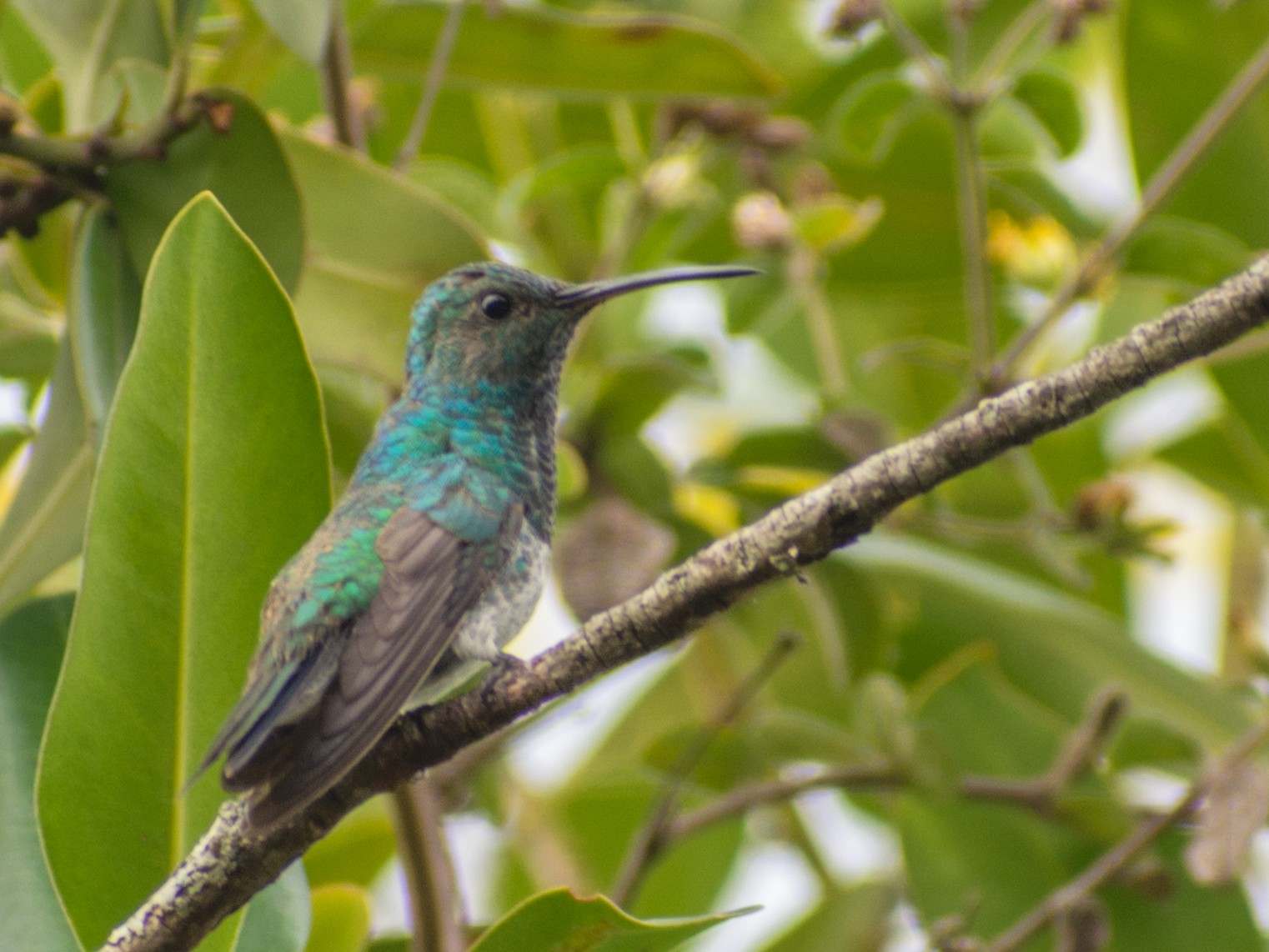 Shining-green Hummingbird - Michael  Pasaje Bolaños