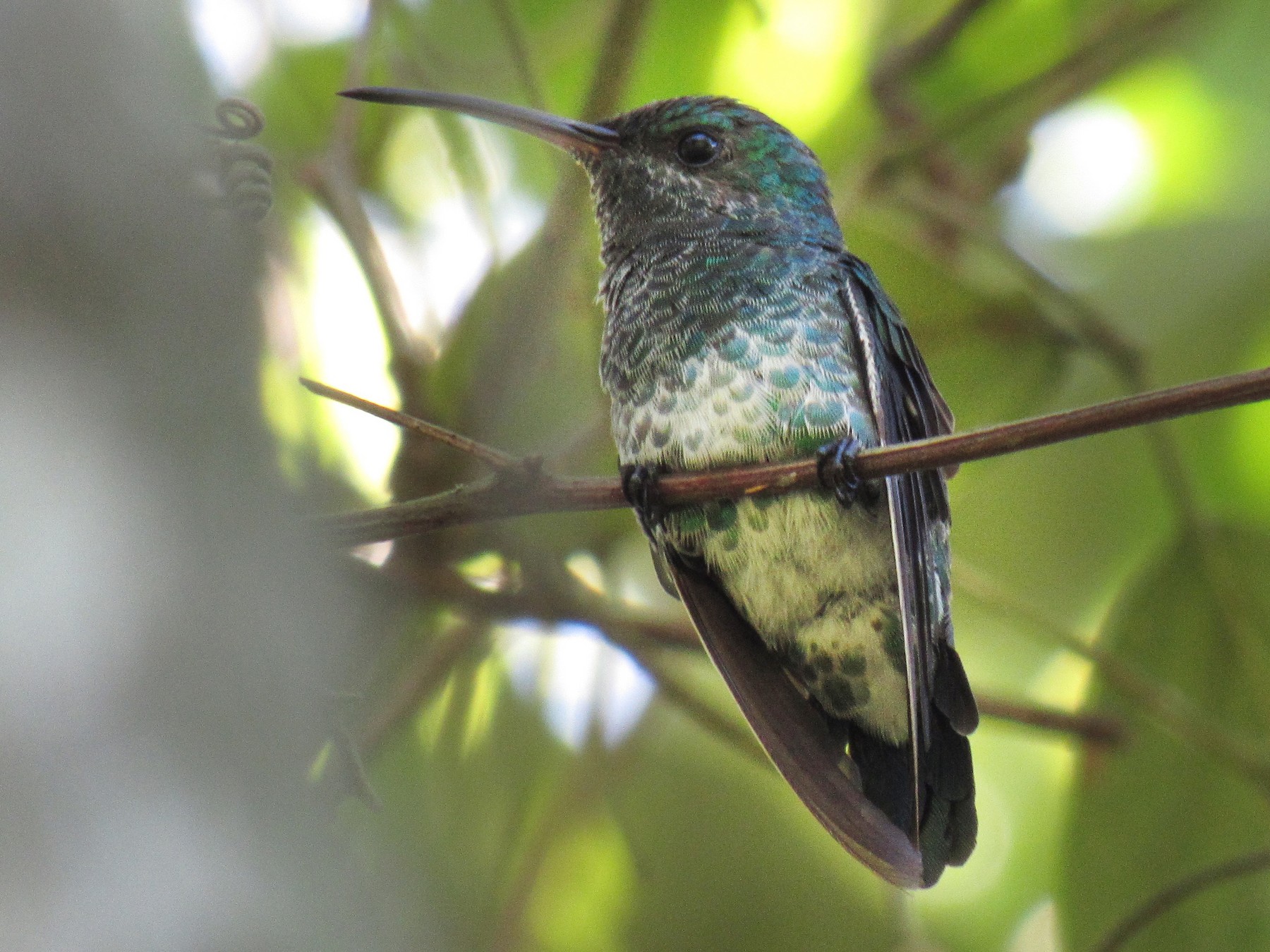 Shining-green Hummingbird - maria rubiano