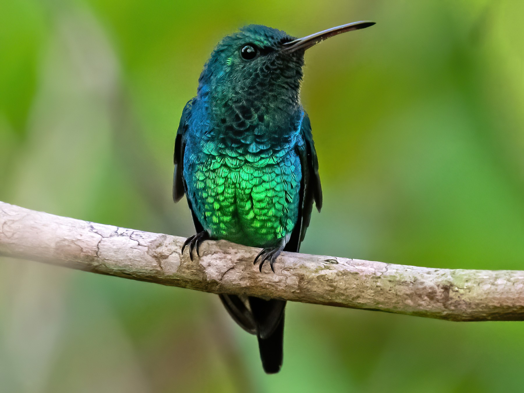 Shining-green Hummingbird - Ron Hoff Dollyann Myers