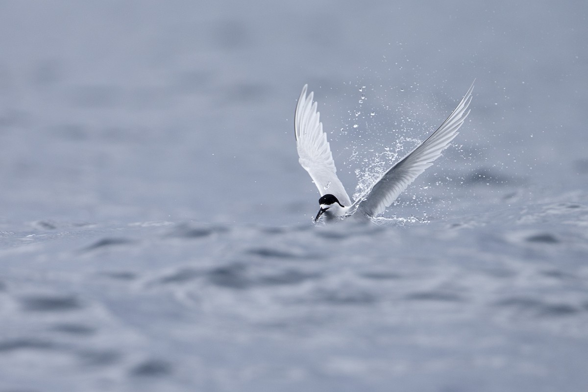 White-fronted Tern - ML300240361