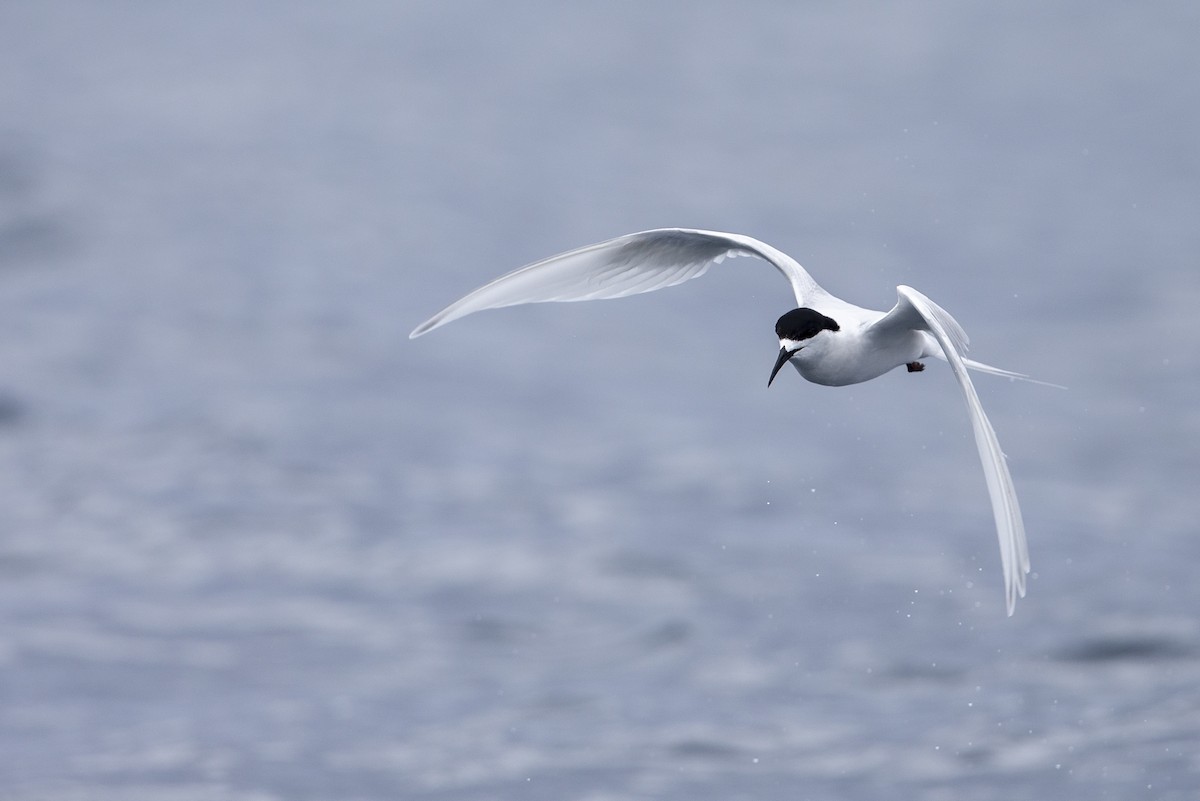 White-fronted Tern - ML300240371