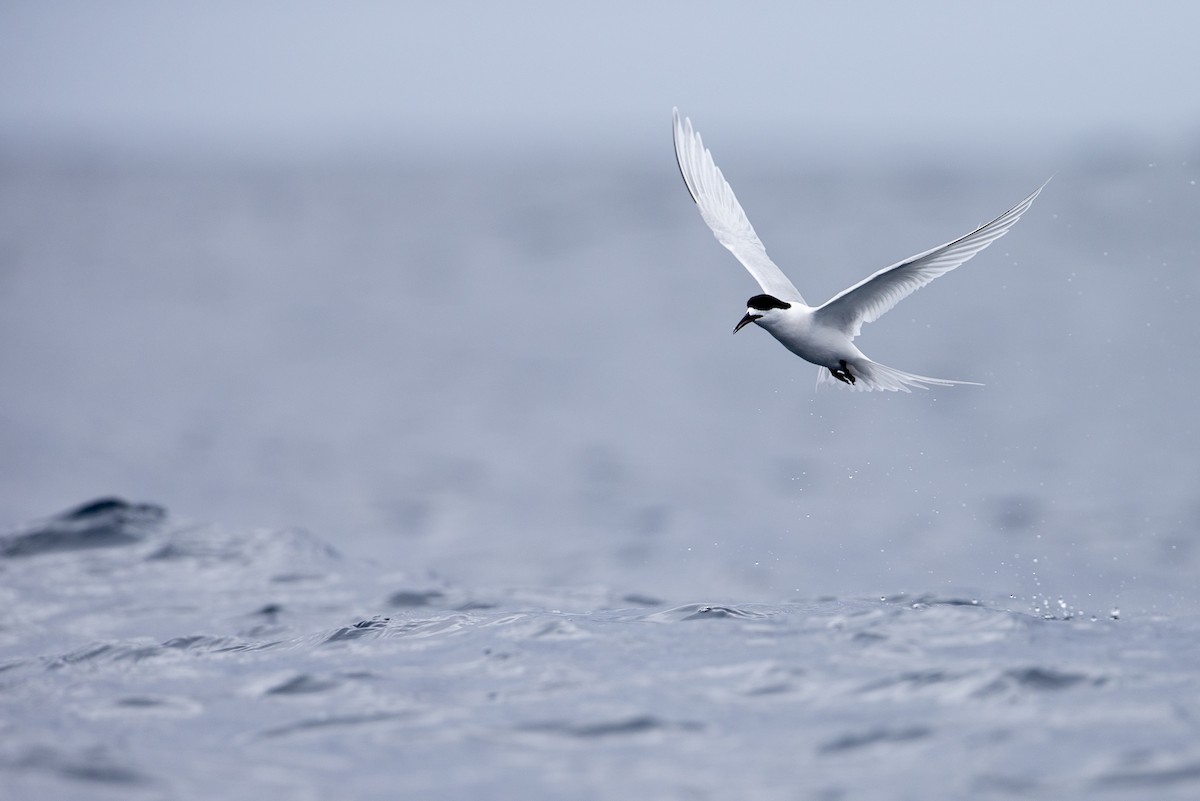 White-fronted Tern - ML300240381