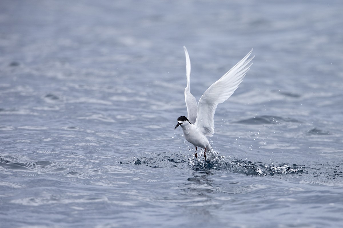White-fronted Tern - ML300240391