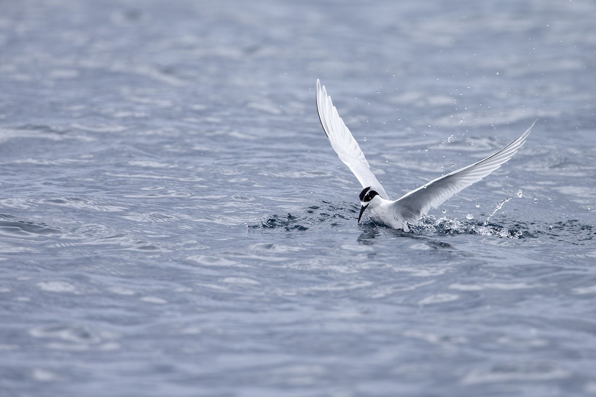 White-fronted Tern - ML300240411