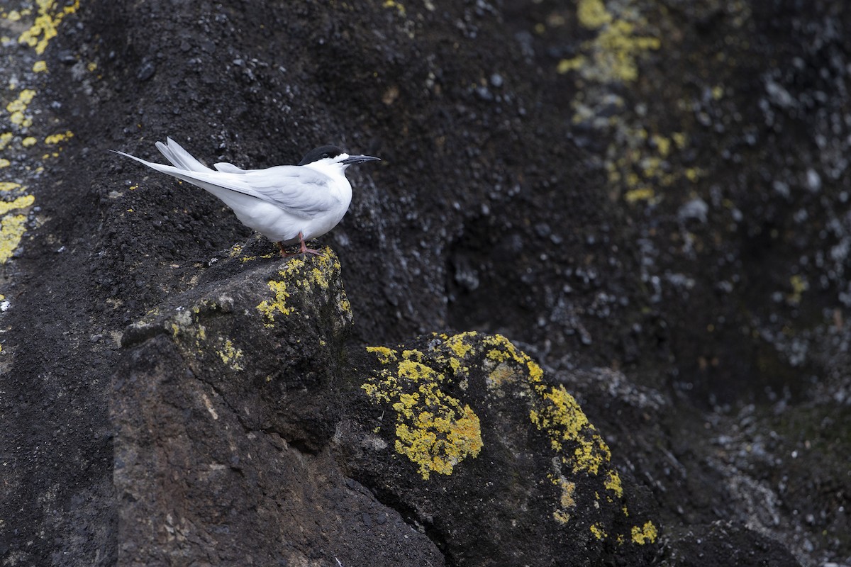 White-fronted Tern - Michael Stubblefield