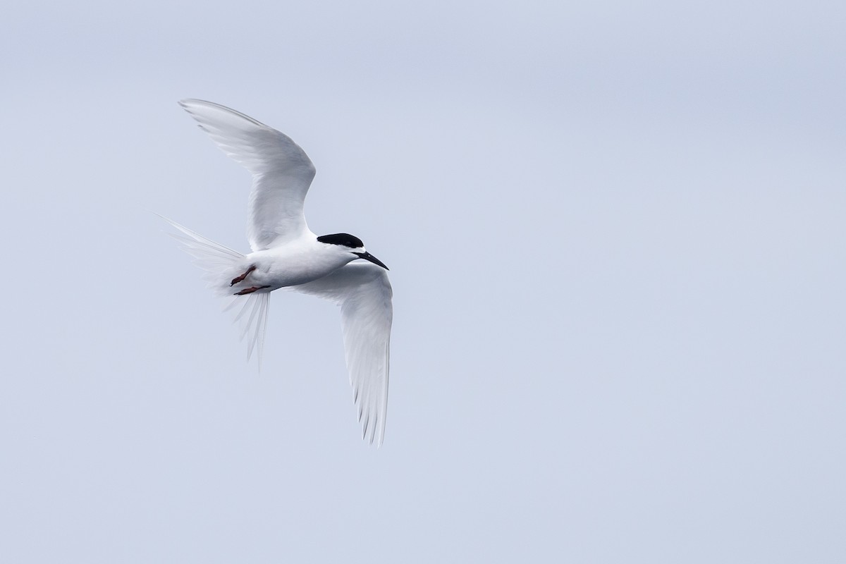 White-fronted Tern - ML300240451