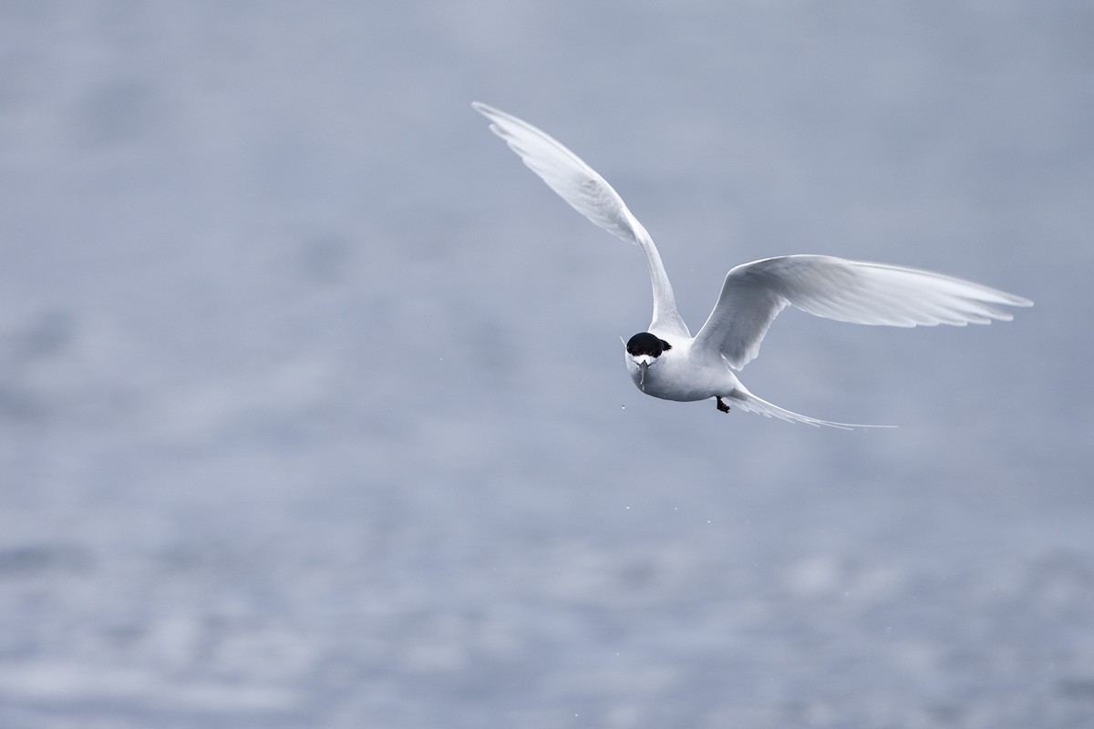 White-fronted Tern - ML300240471