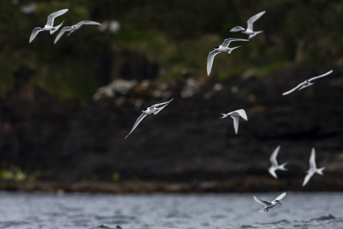 White-fronted Tern - ML300240491