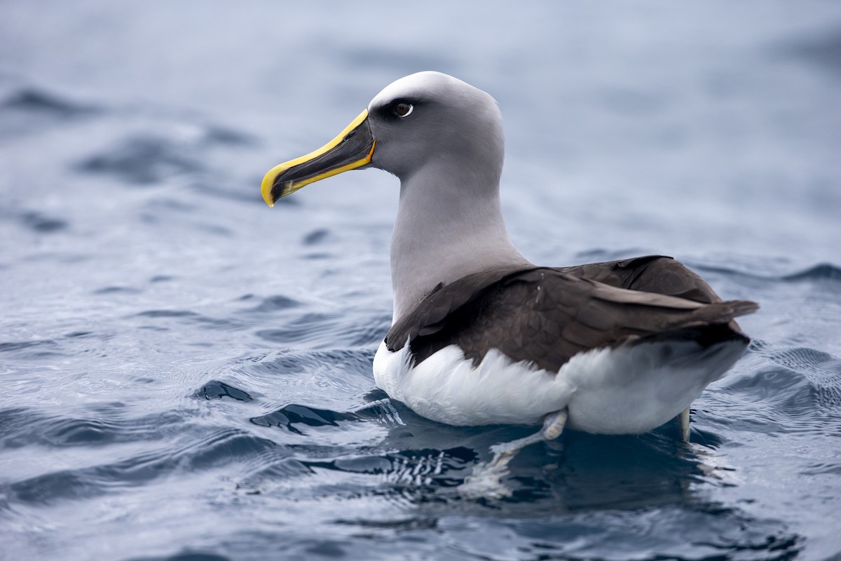 Buller's Albatross - Michael Stubblefield