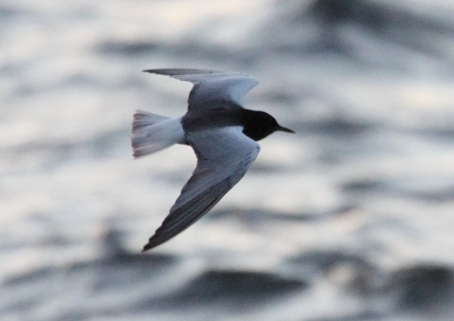 White-winged Tern - David Bradnum
