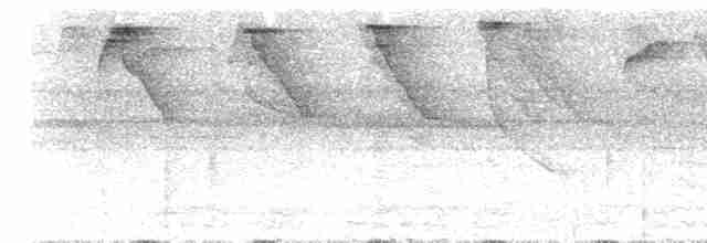 Черногорлый колибри-отшельник - ML300242