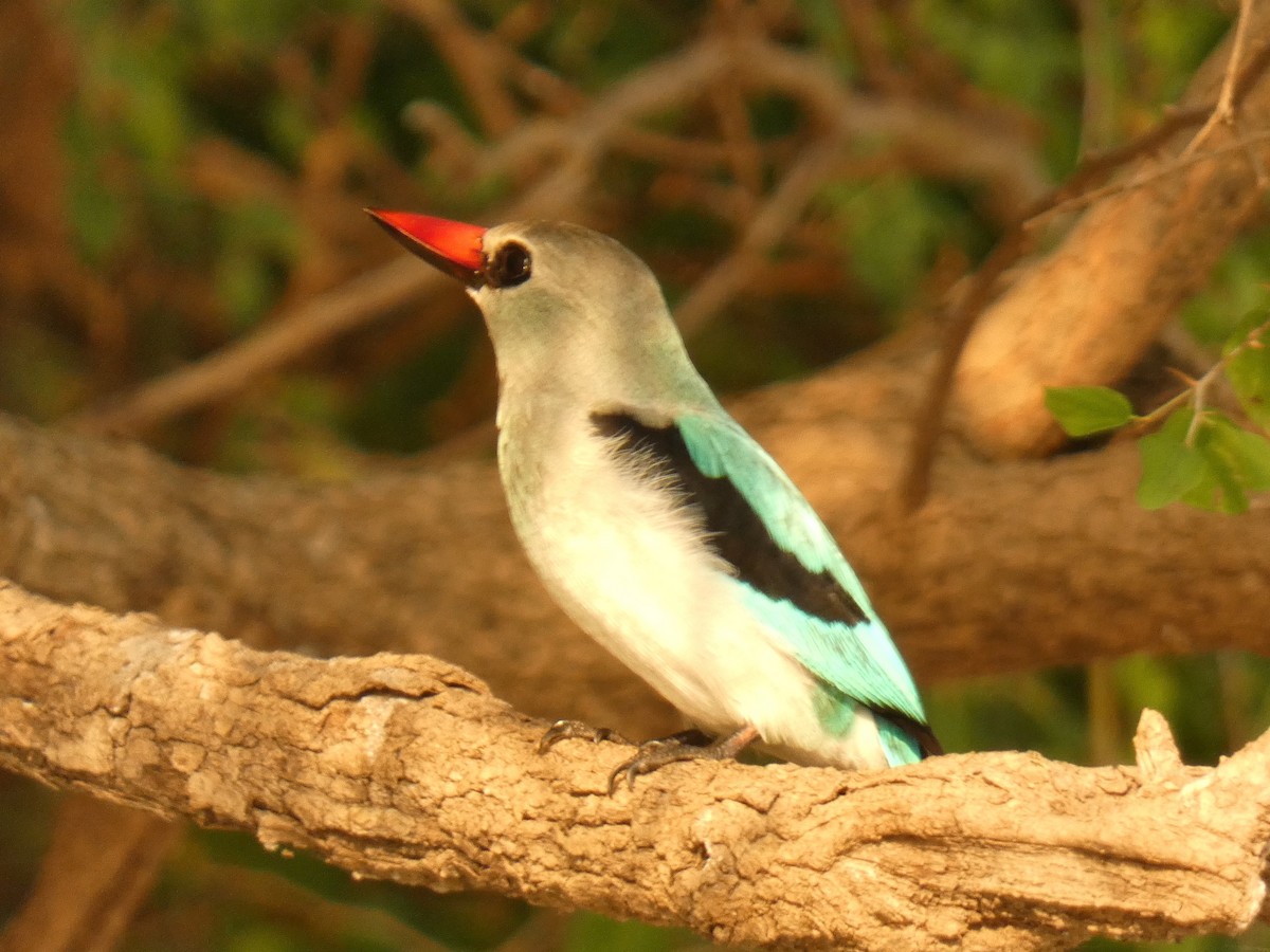 Woodland Kingfisher - Rita Souza