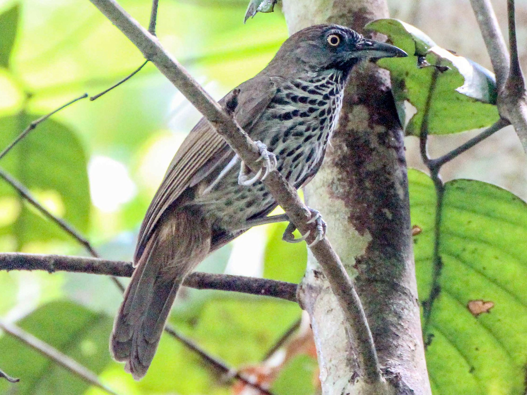 Chestnut-rumped Babbler - Thomas Job